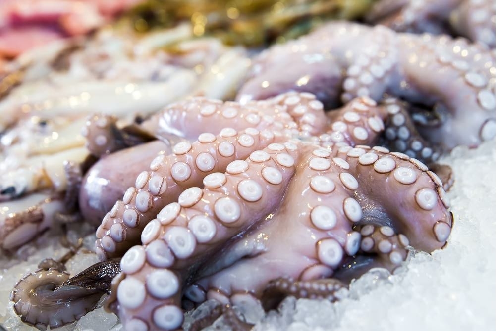 Exports of cephalopods increased by 37% in February 2023