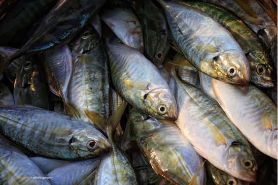ベトナムの水産養殖輸出、2025年までに10億ドルの見込み